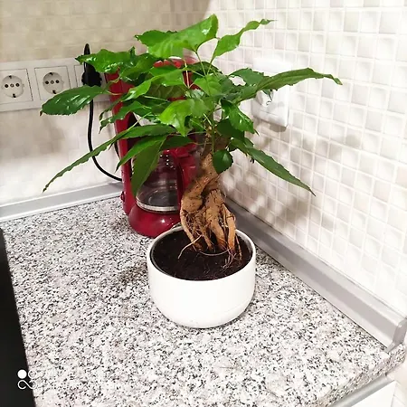 Apartamento Garden Yard
