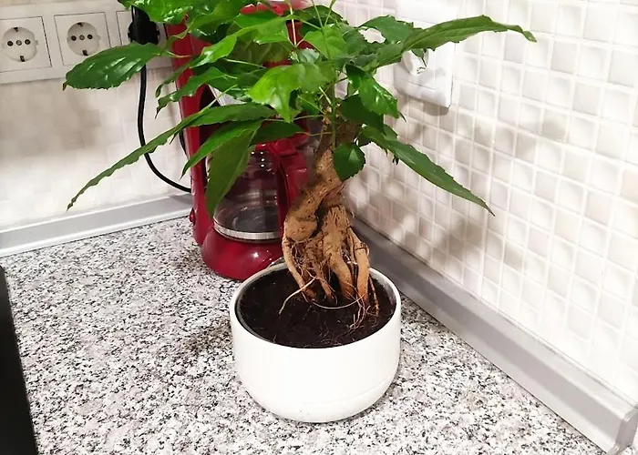 Apartamento Garden Yard